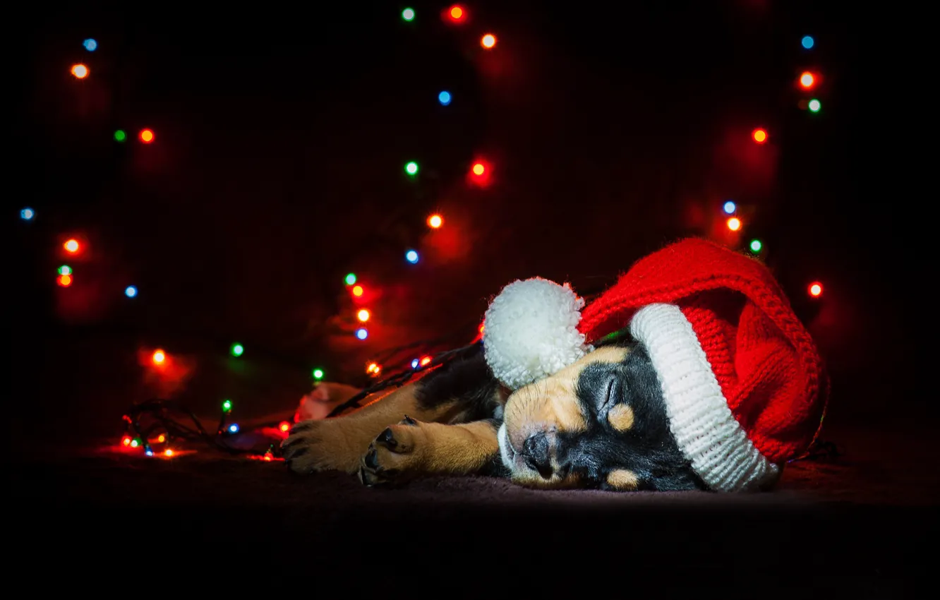 Photo wallpaper dog, New Year, Christmas, garland, Christmas, dog, 2018, Merry Christmas