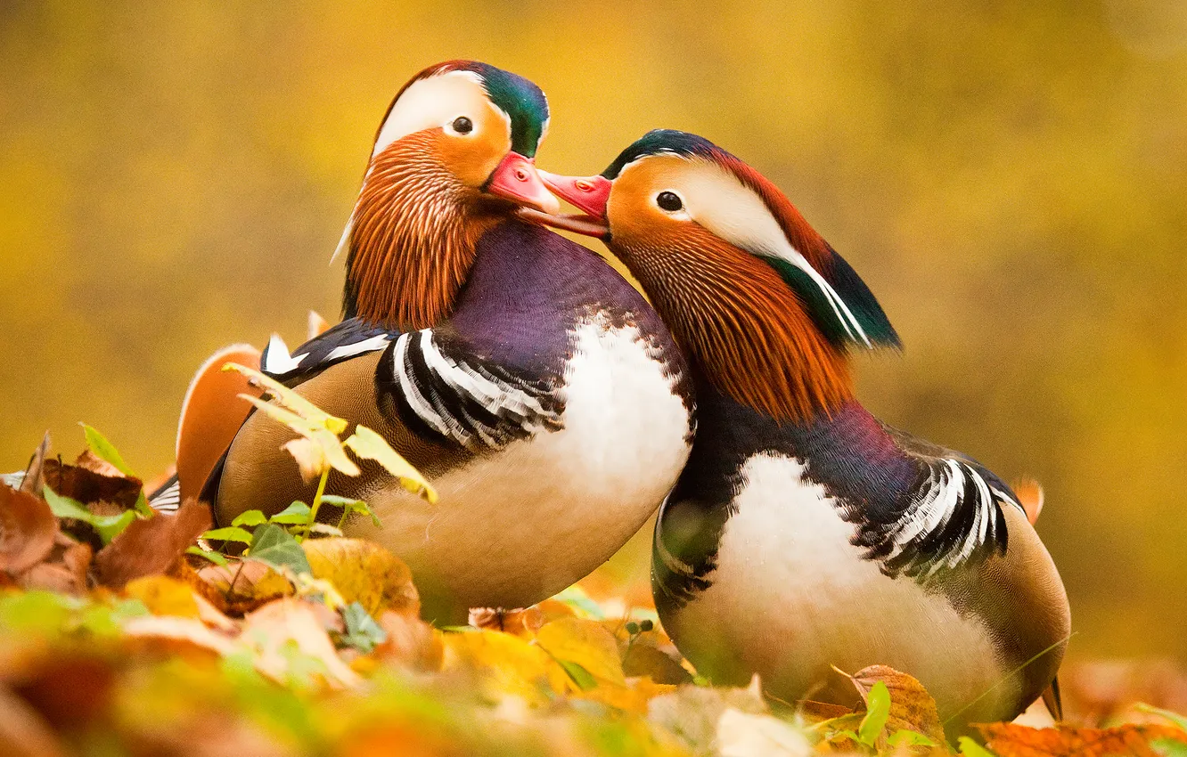 Photo wallpaper colors, couple, ducks, beak