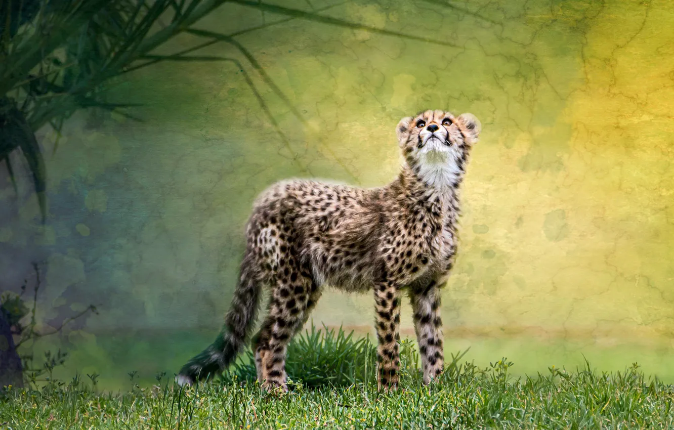 Photo wallpaper predator, baby, Cheetah
