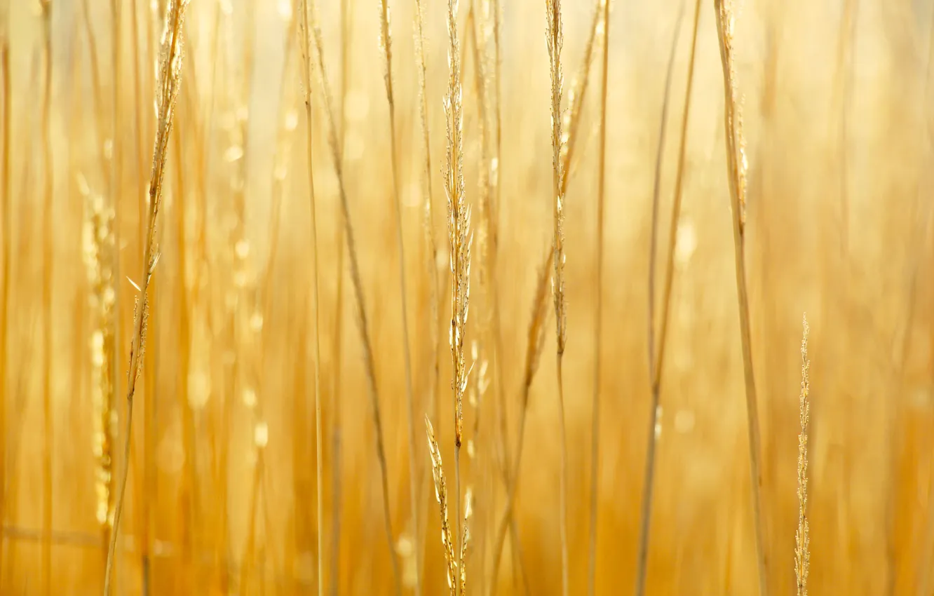 Wallpaper grass, field, dry for mobile and desktop, section природа ...