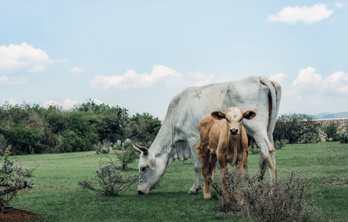 Photo wallpaper field, two, cows, pasture, pair, calf