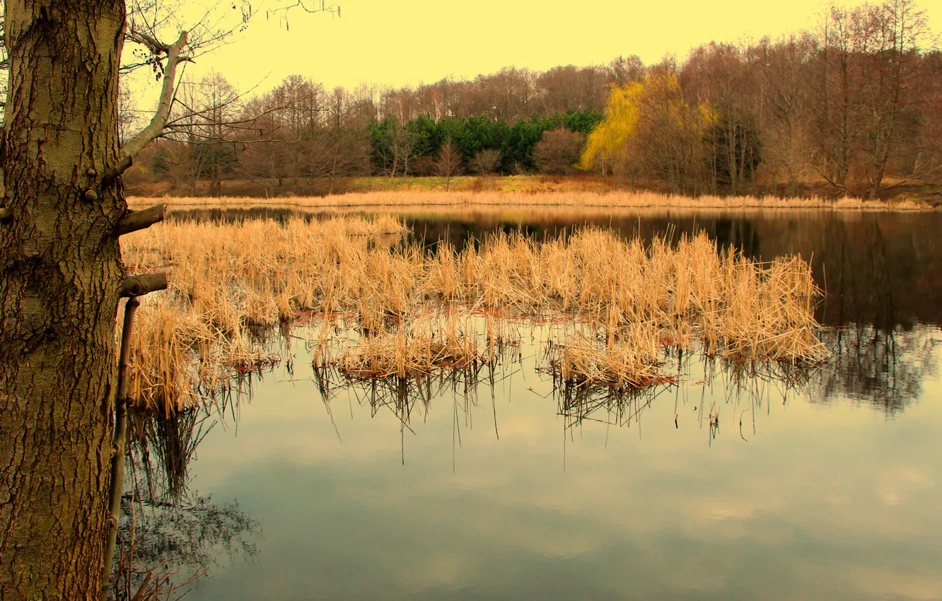 Photo wallpaper water, park, lake, pond