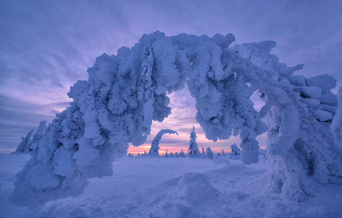 Photo wallpaper winter, snow, trees, the snow, arch, Finland, Lapland