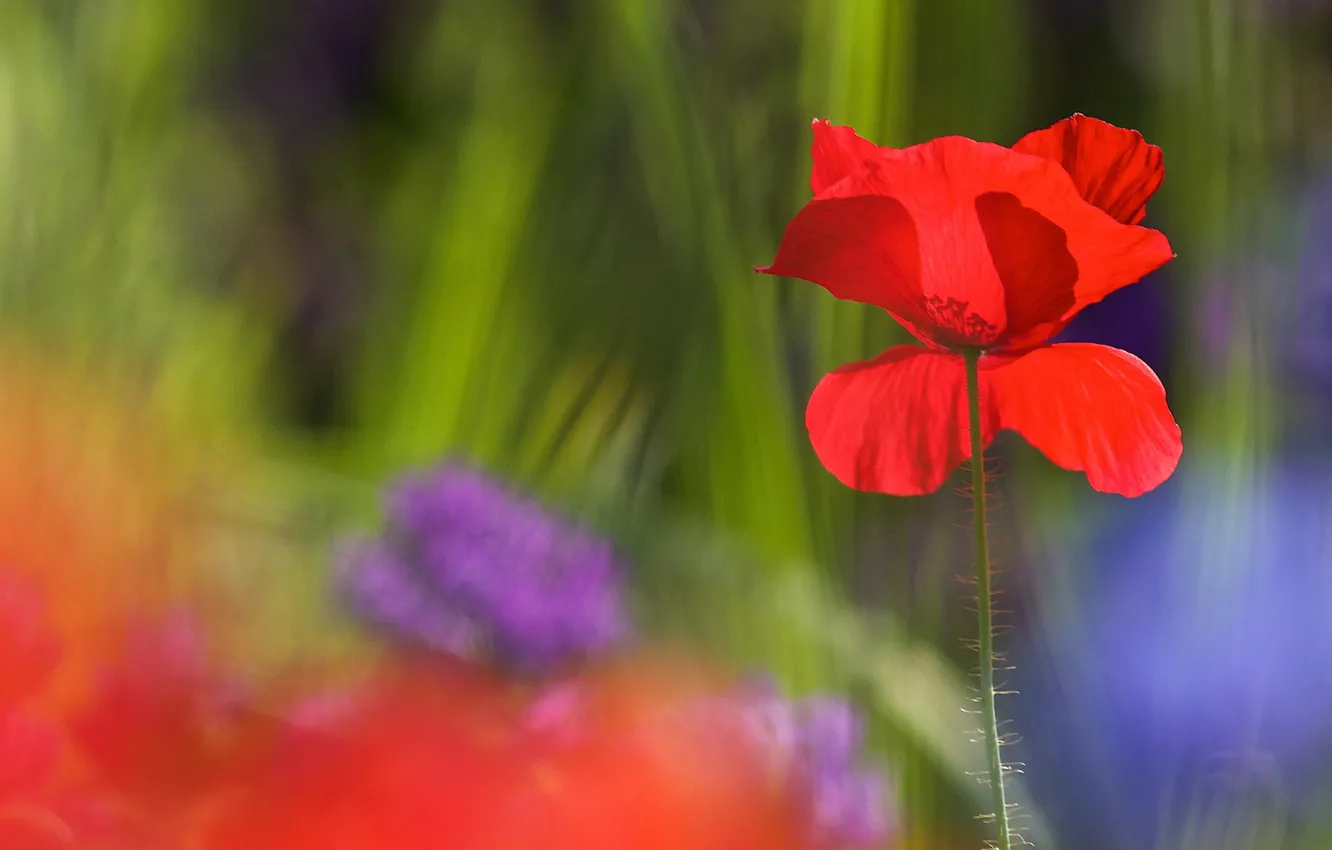 Photo wallpaper light, flowers, blue, red, green, background, Mac, blur
