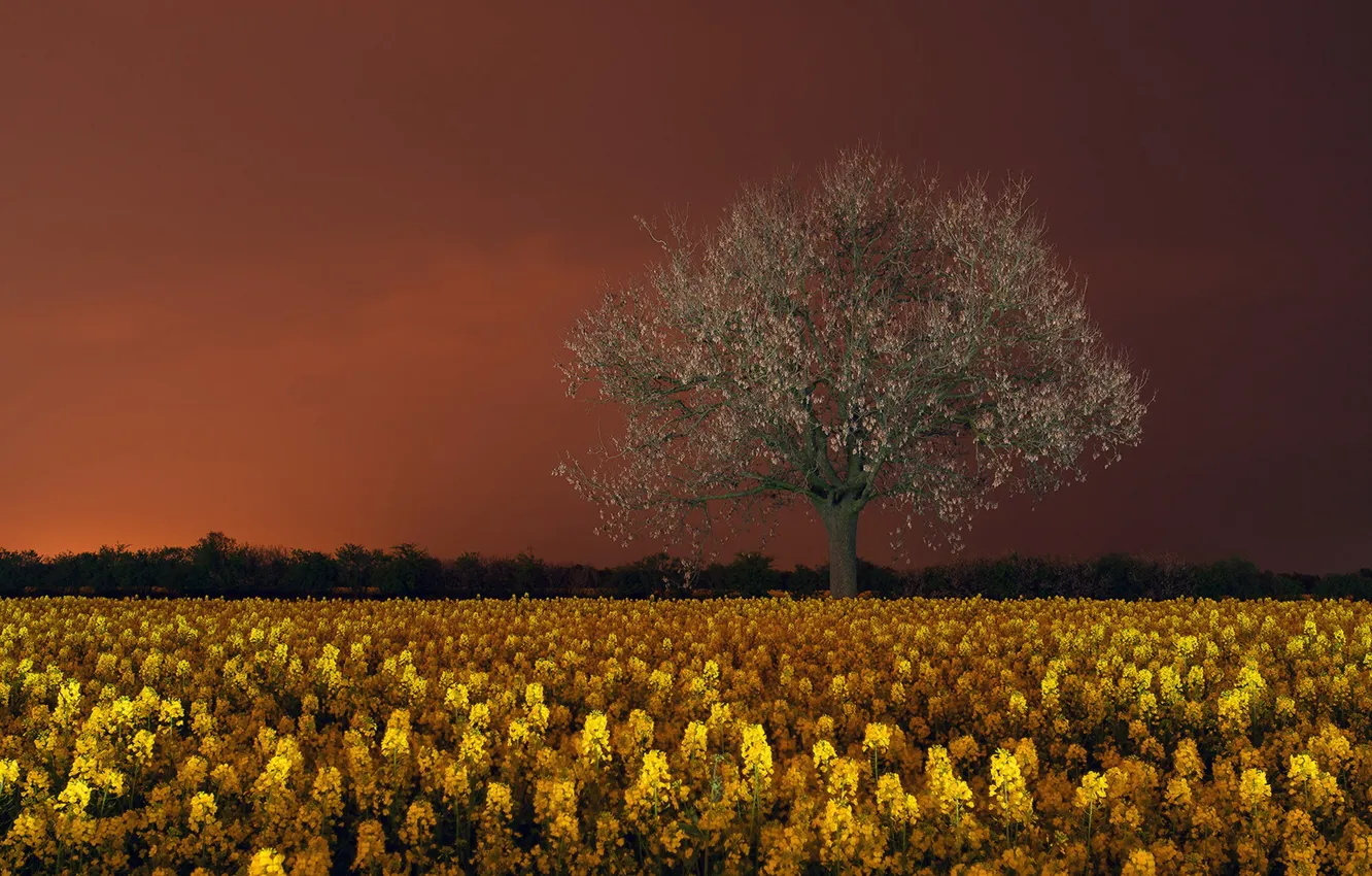 Photo wallpaper trees, night, rape