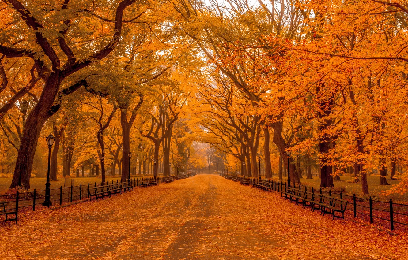 Photo wallpaper road, autumn, trees, Park, fence, lights, benches, autumn Park