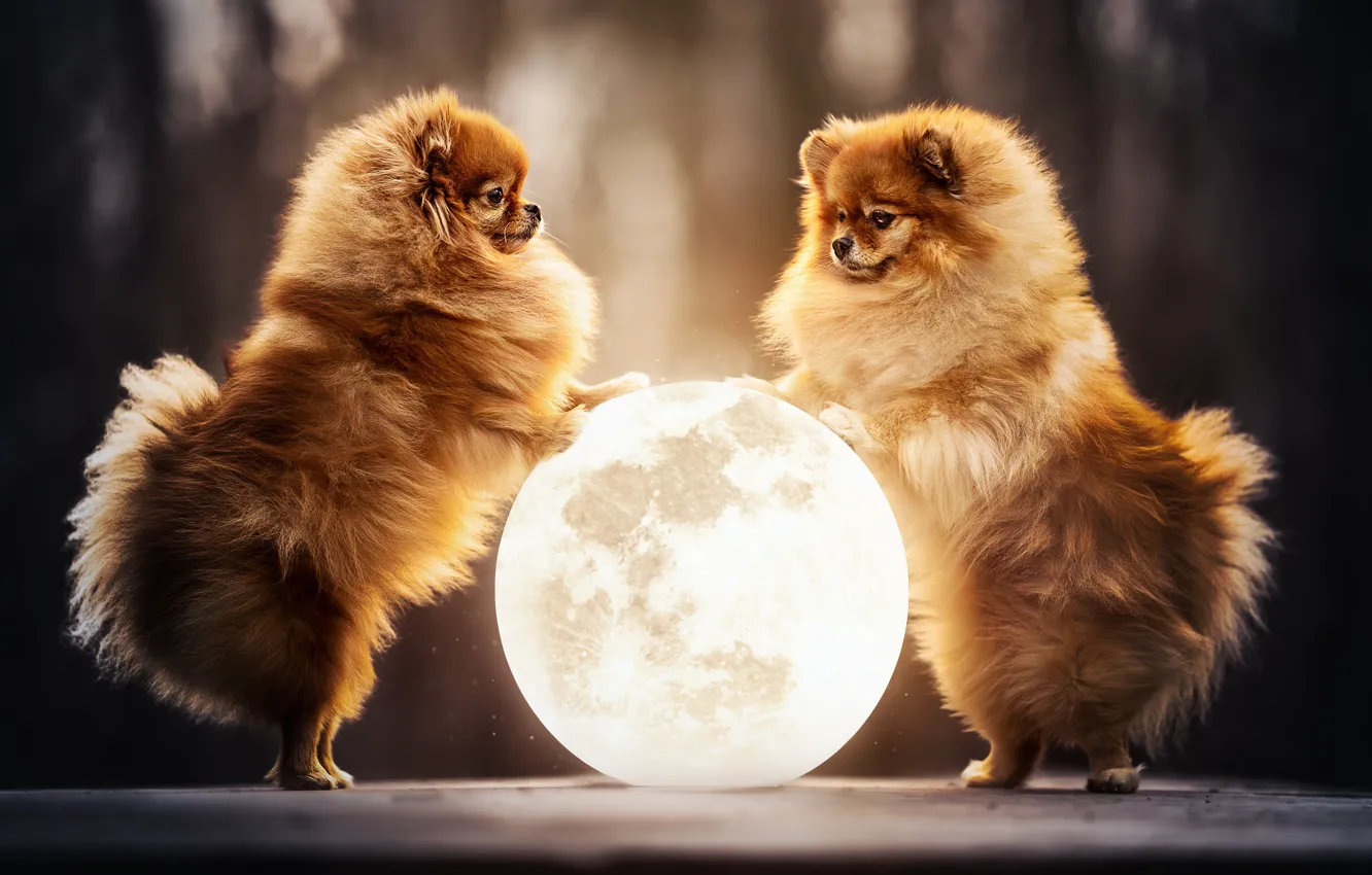 Photo wallpaper the moon, ball, a couple, two dogs, Pomeranian