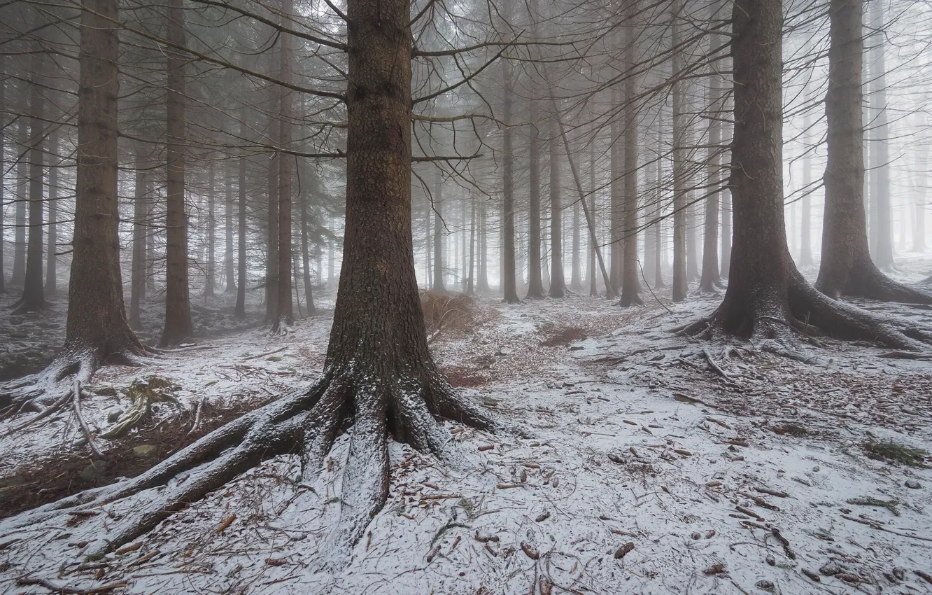 Photo wallpaper winter, forest, snow, trees, nature, fog