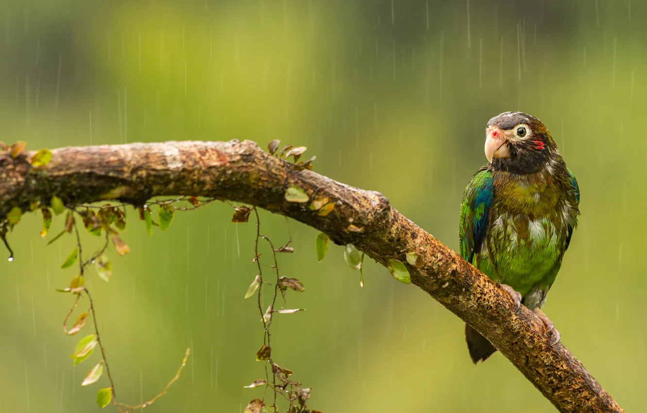Photo wallpaper rain, bird, branch, parrot