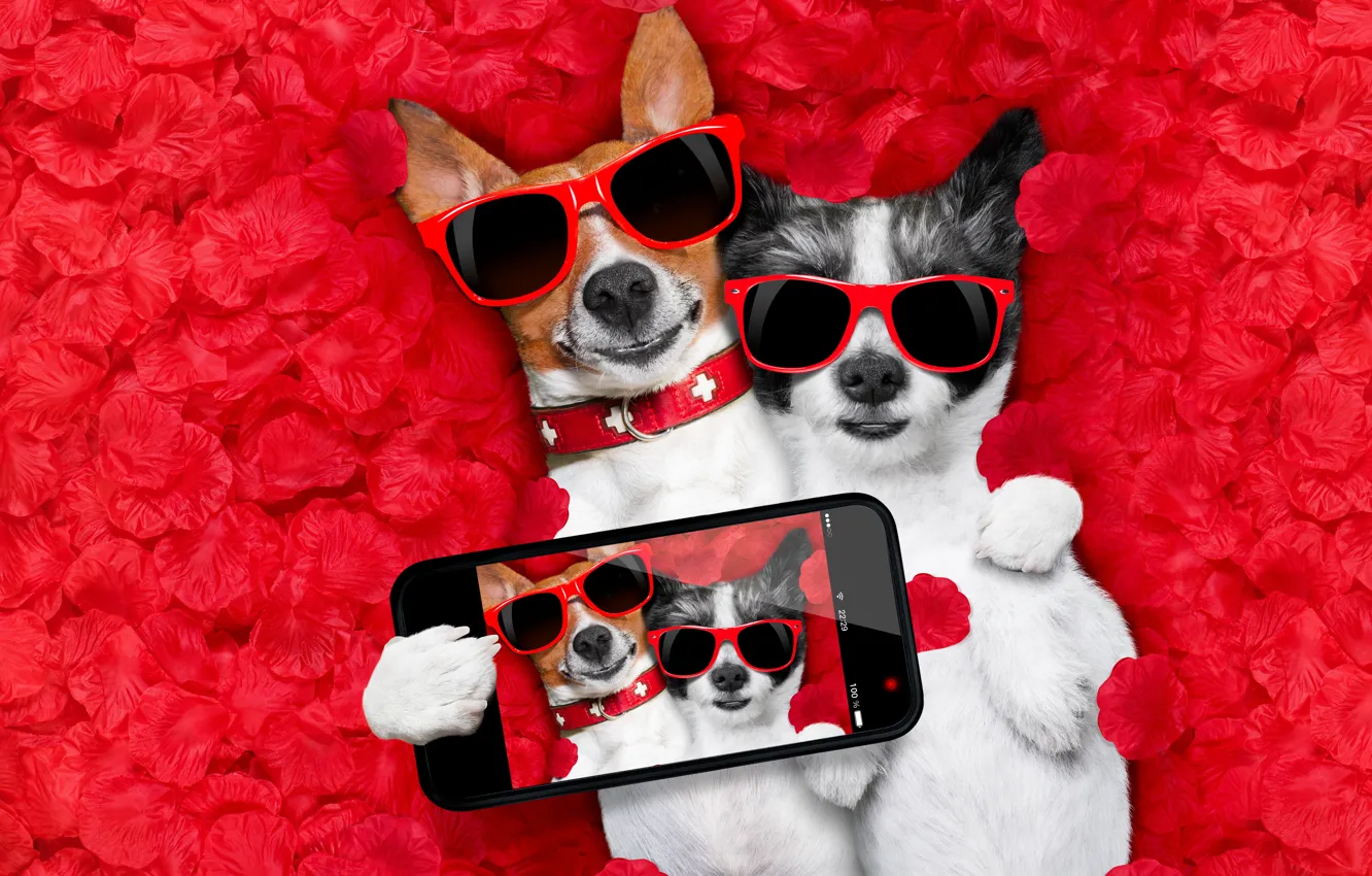Photo wallpaper dog, petals, love, rose, dog, romantic, hearts, funny
