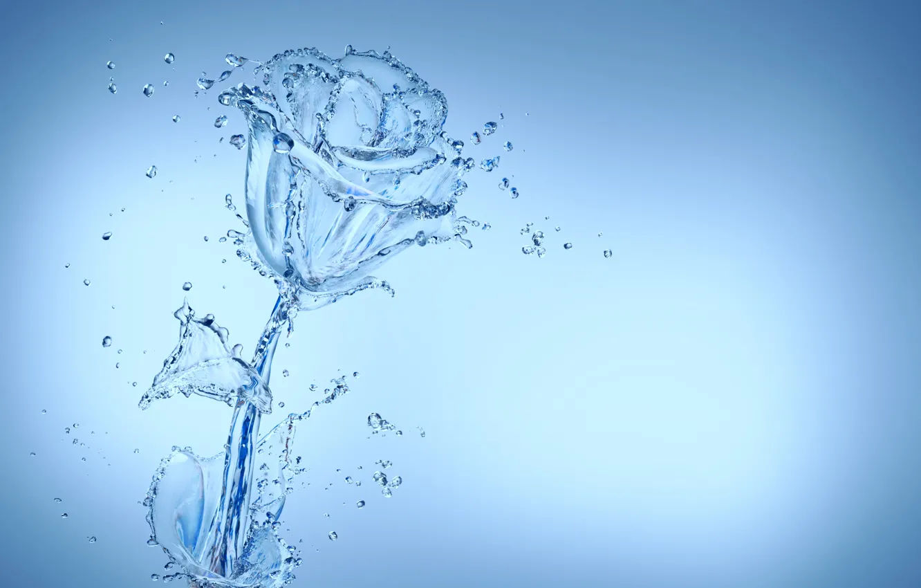 Photo wallpaper flower, water, drops, blue, rose