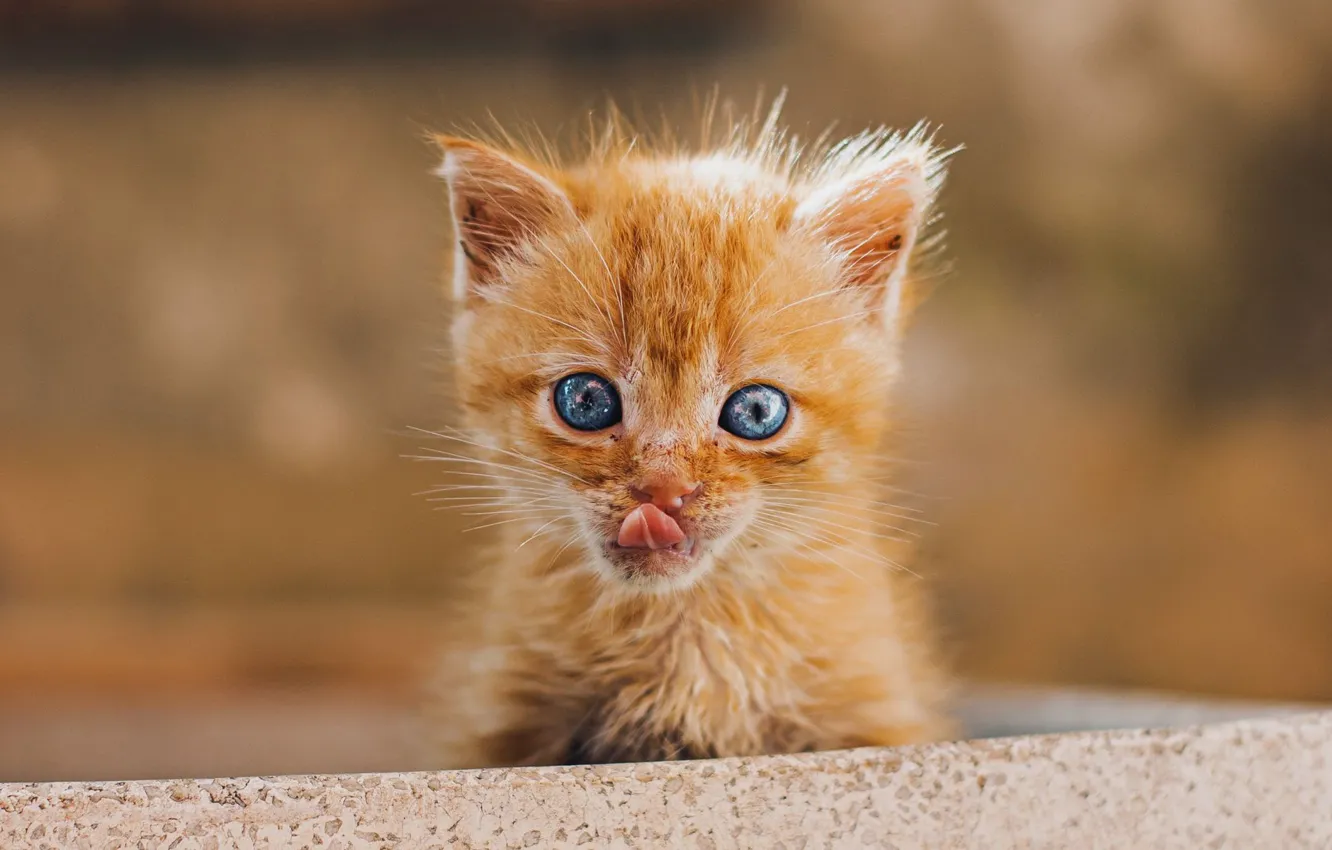 Photo wallpaper muzzle, licked, ginger kitten, stuck out his tongue