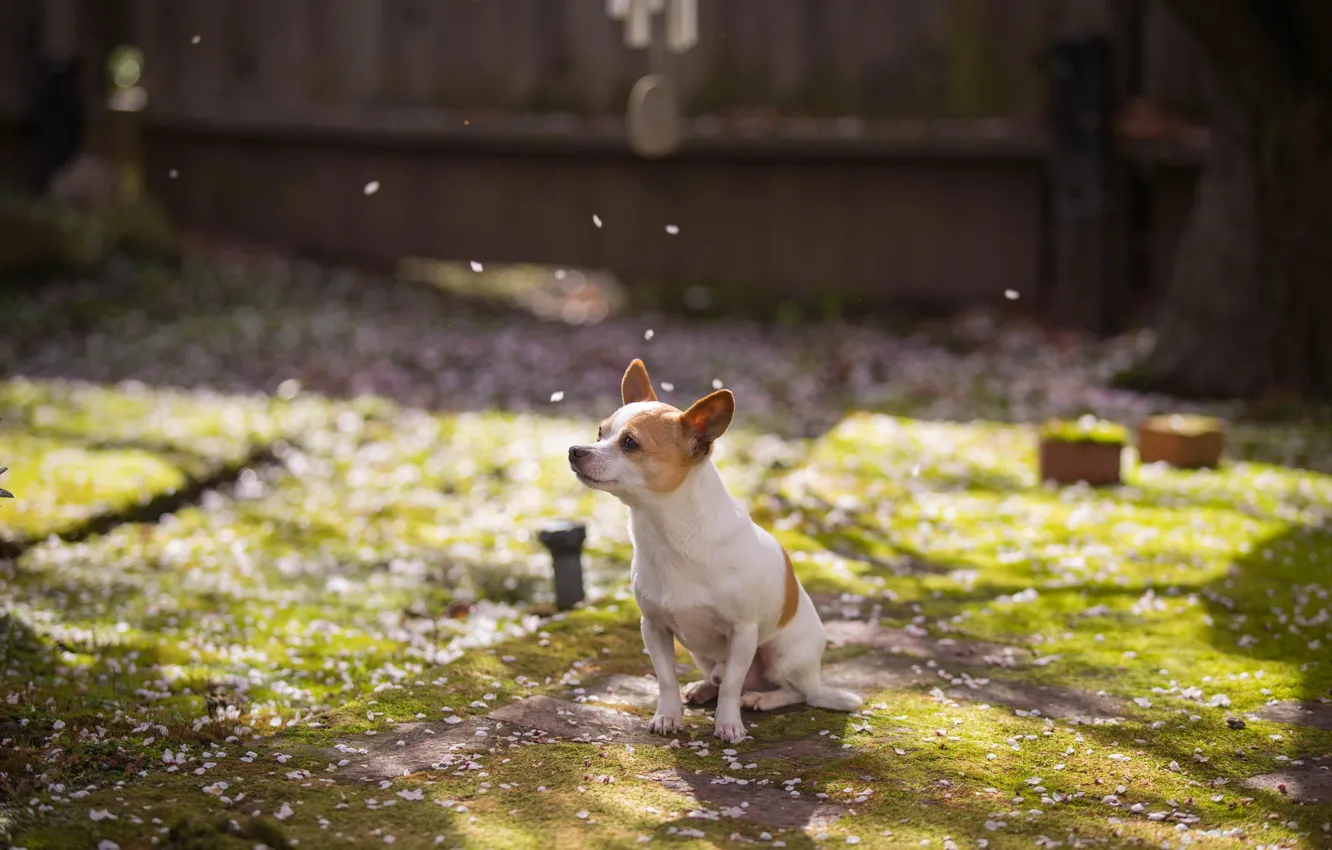 Photo wallpaper each, dog, spring, garden