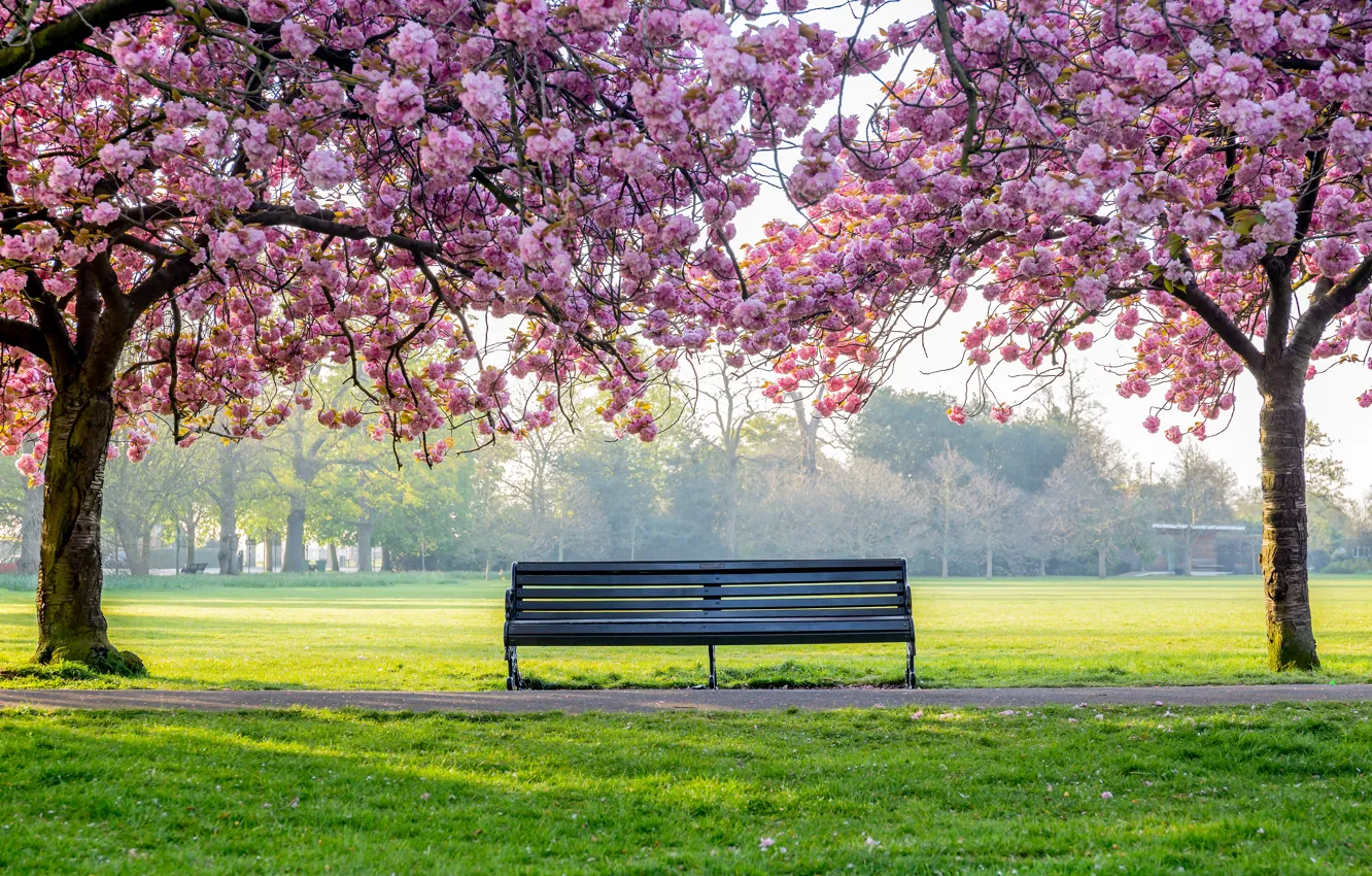 Photo wallpaper trees, flowers, Park, spring, flowering, pink, blossom, park