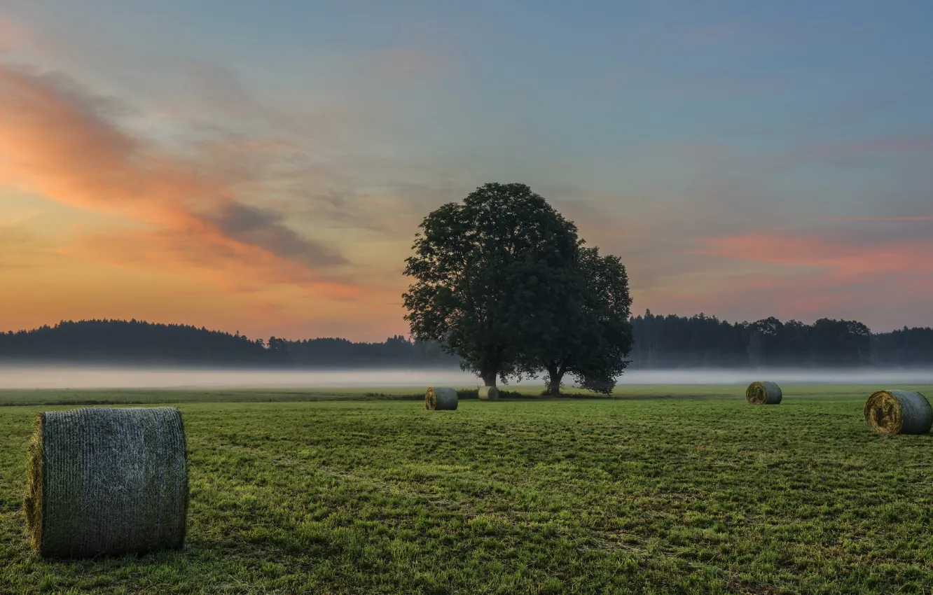 Photo wallpaper field, fog, morning, hay