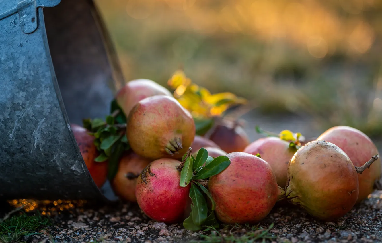 Photo wallpaper bucket, fruit, garnet