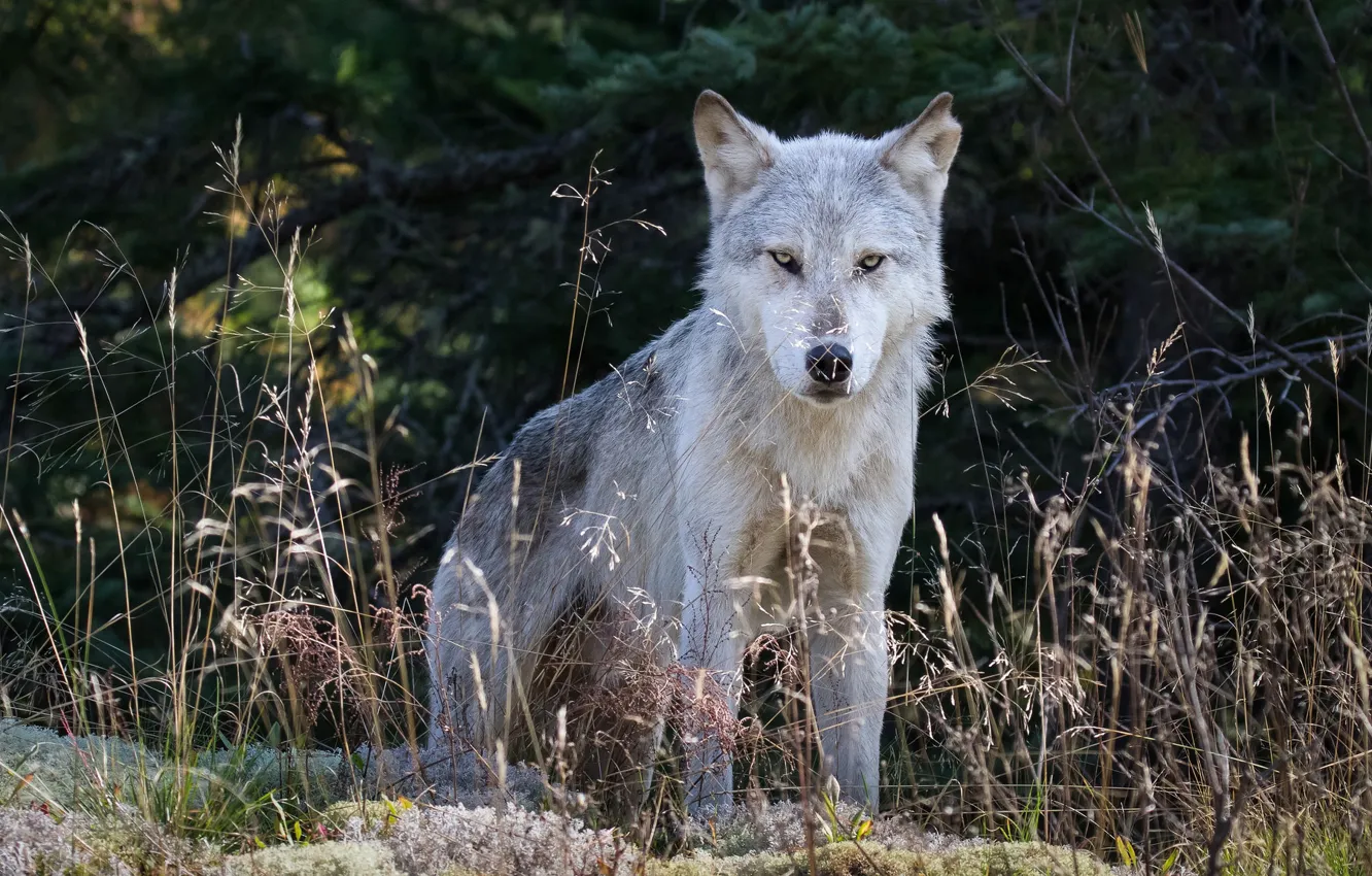 Photo wallpaper forest, grass, look, face, nature, pose, grey, background