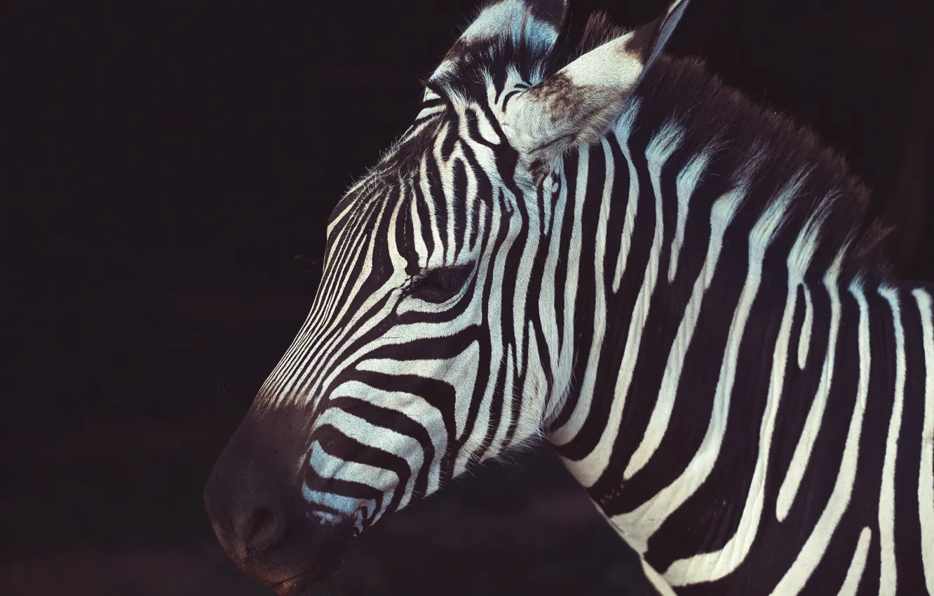 Photo wallpaper animal, Africa, zebra, wildlife