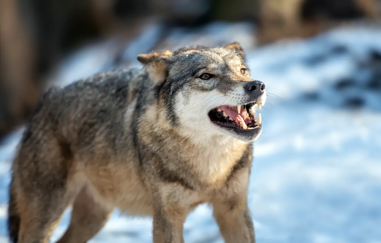 Photo wallpaper winter, face, snow, wolf, mouth