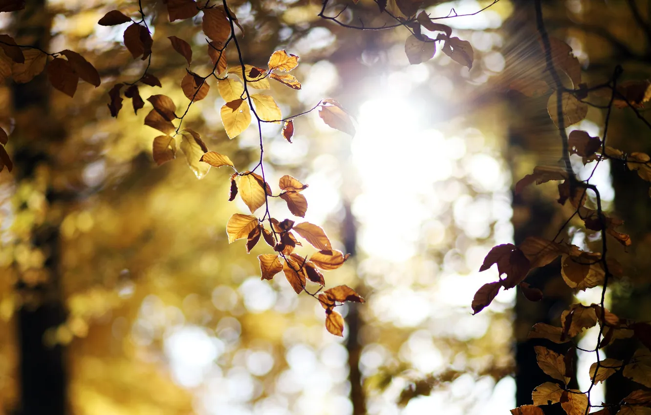 Photo wallpaper leaves, the sun, trees