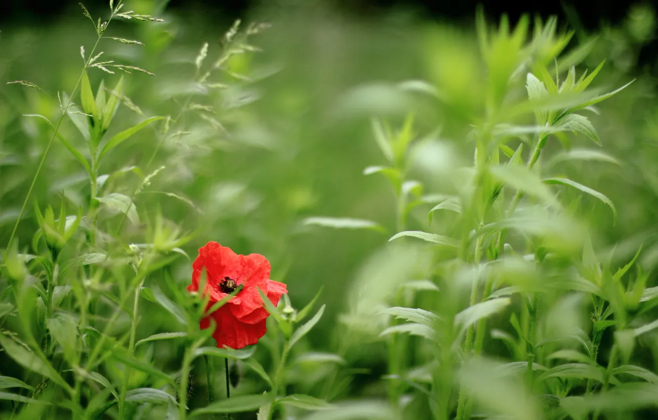 Photo wallpaper greens, red, Mac