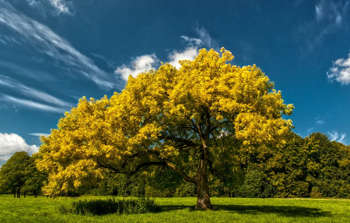 Photo wallpaper field, autumn, the sky, clouds, trees