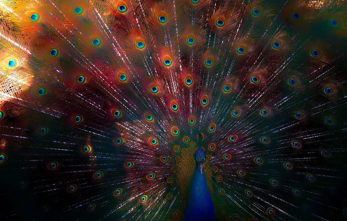 Photo wallpaper bird, feathers, beak, tail, peacock