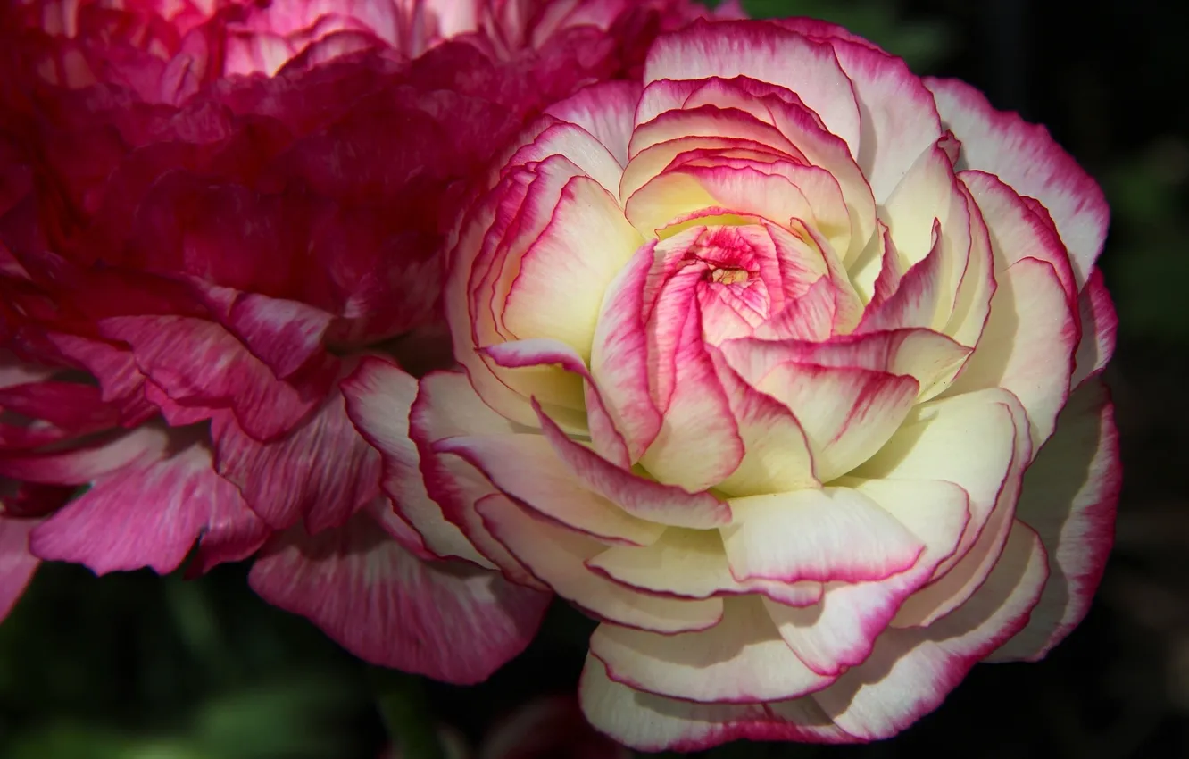 Photo wallpaper macro, buttercups, Ranunculus