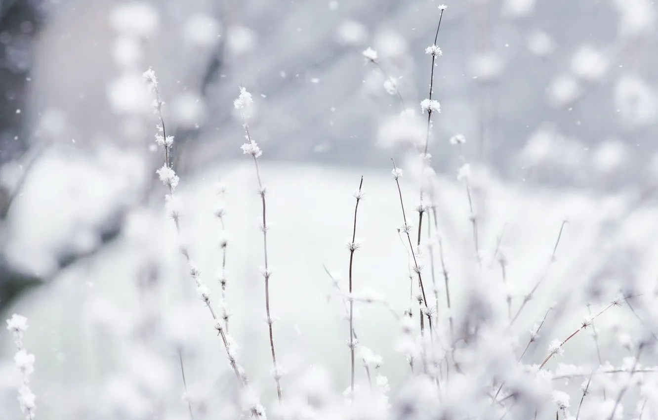 Photo wallpaper winter, white, macro, snow, nature, plants