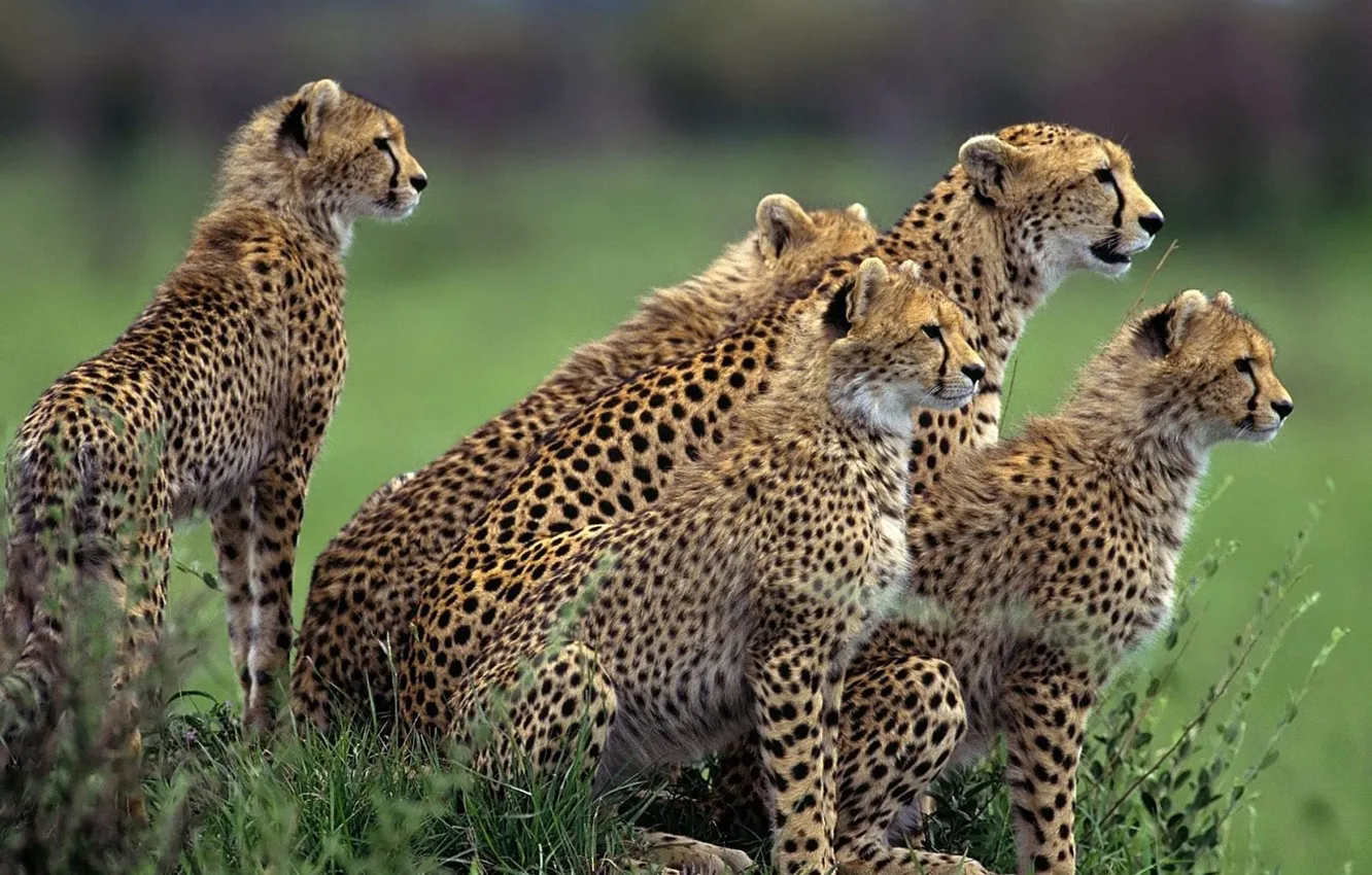 Photo wallpaper animals, speed, Cheetah, Africa, wildlife, cubs, large cat