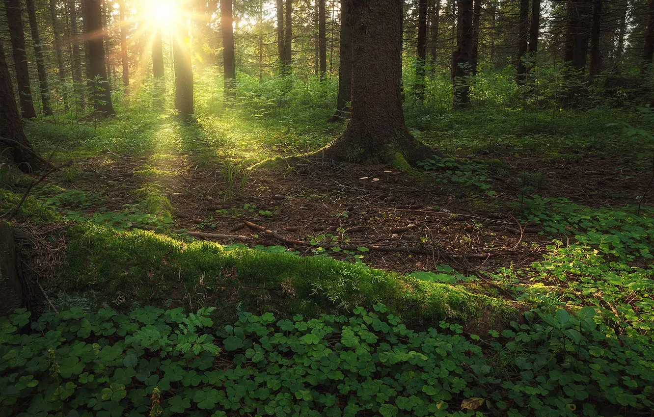 Photo wallpaper forest, the evening, the rays of the sun, Vologda oblast, Evgeny Smolsky