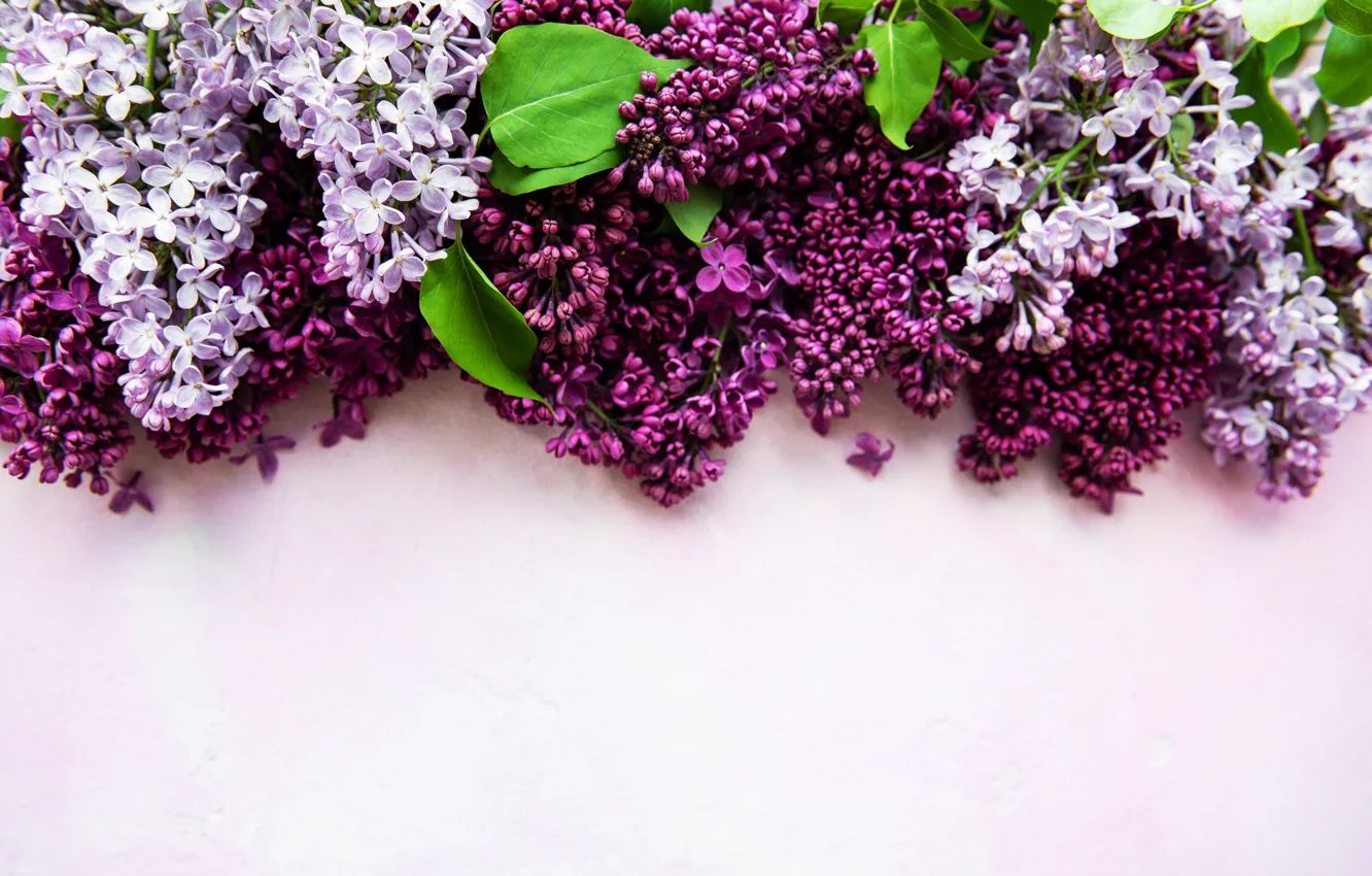 Photo wallpaper background, lilac, composition, Olena Rudo
