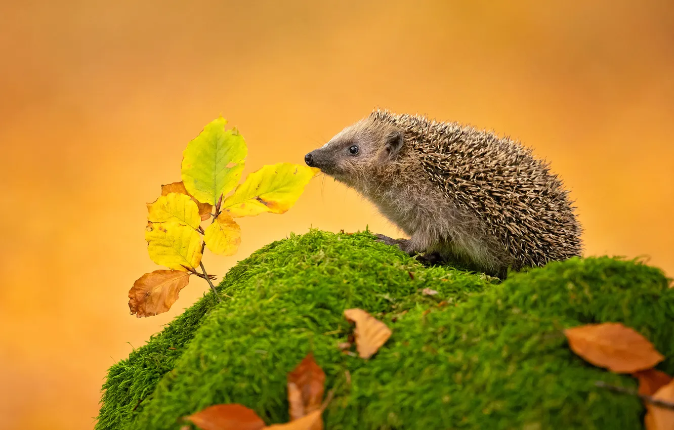 Photo wallpaper autumn, leaves, moss, orange background, hedgehog, autumn leaves, hedgehog