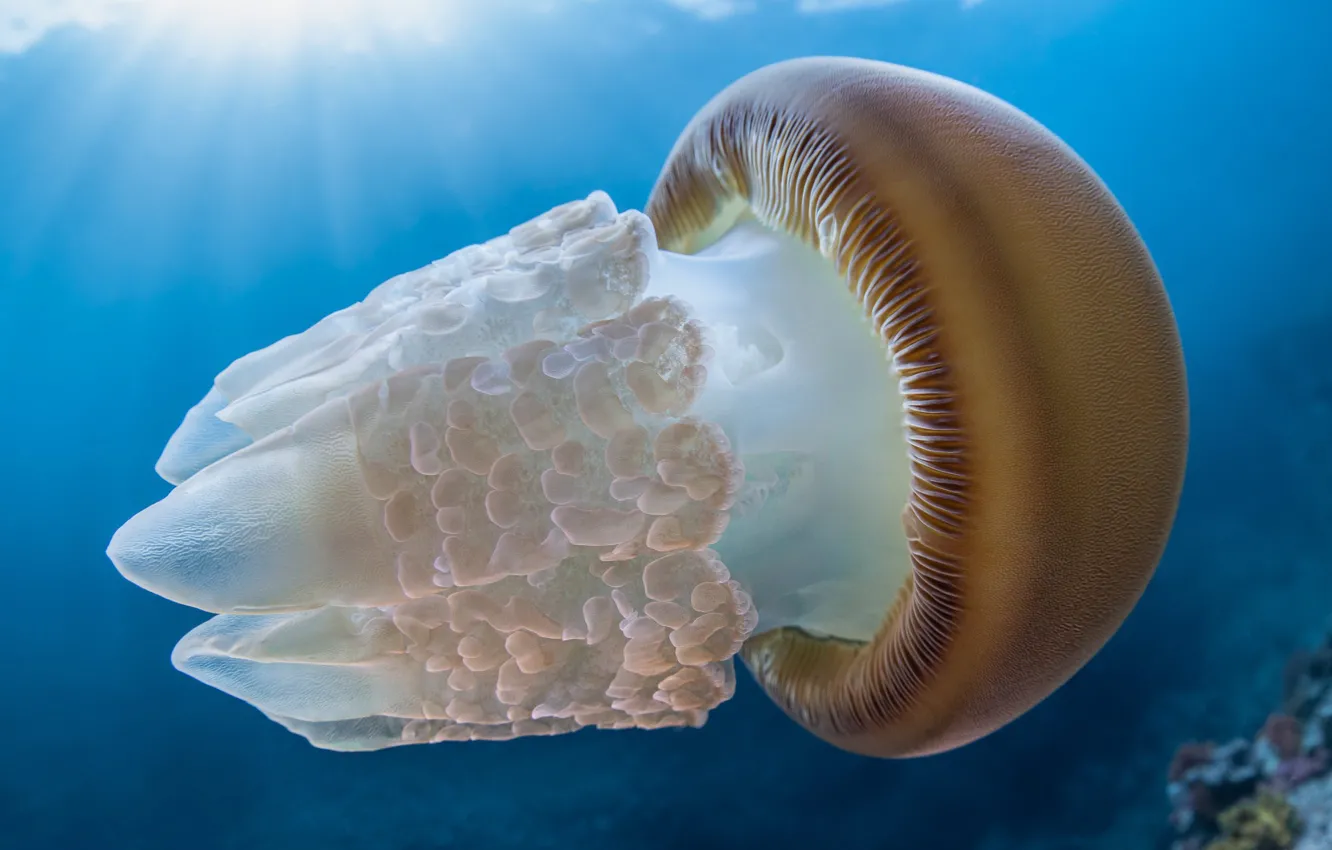 Photo wallpaper Jellyfish, water, floating, depth, root