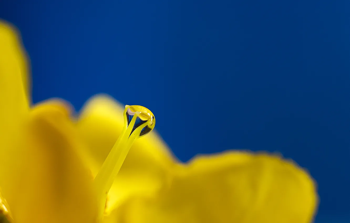 Photo wallpaper drops, flowers, Rosa, pistil