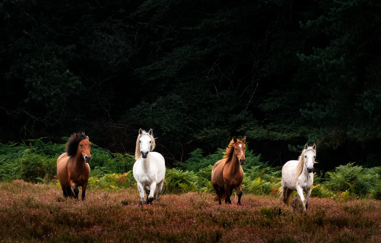 Photo wallpaper forest, horses, horse, running, horses