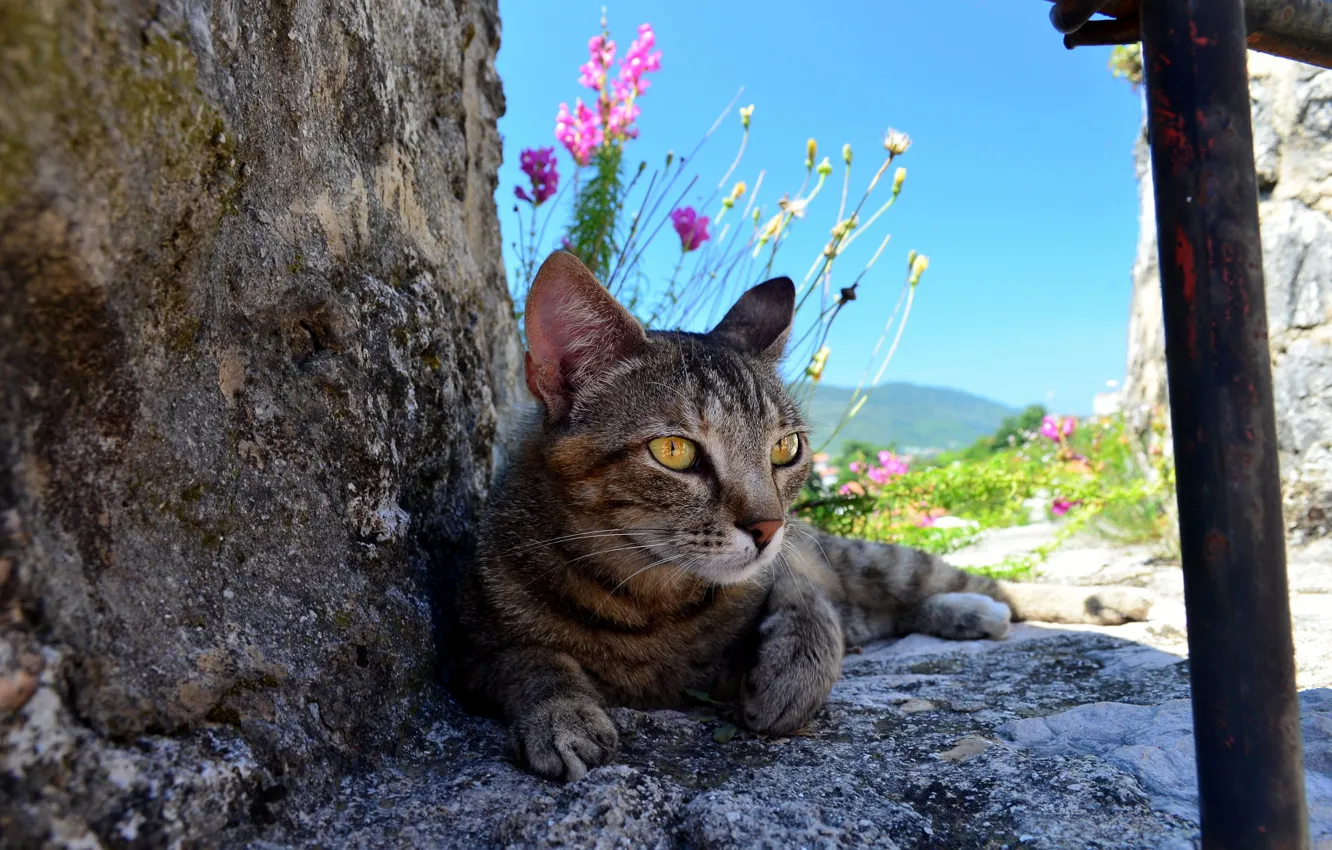 Photo wallpaper cat, cat, flowers, nature, stones, grey, striped