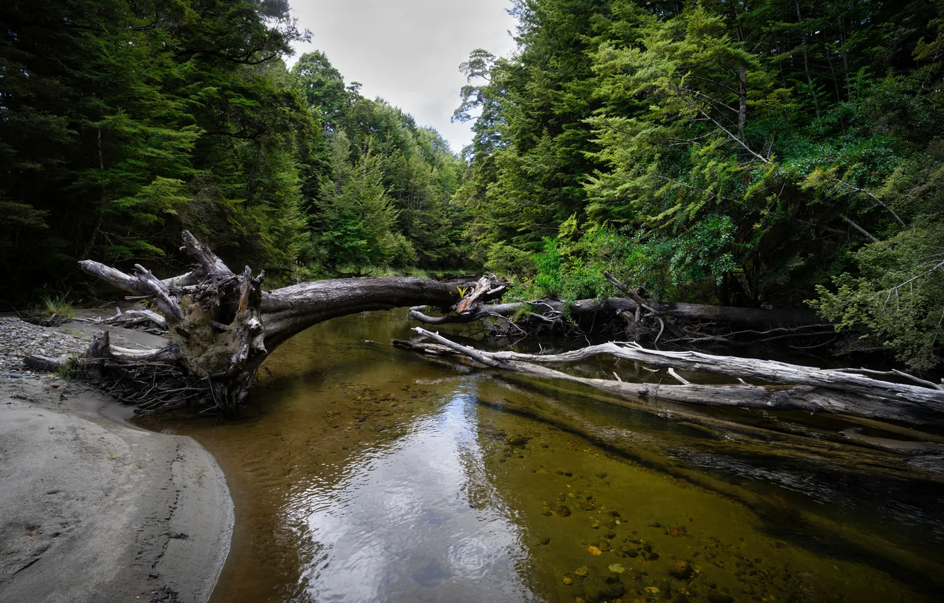 Photo wallpaper forest, snag, river