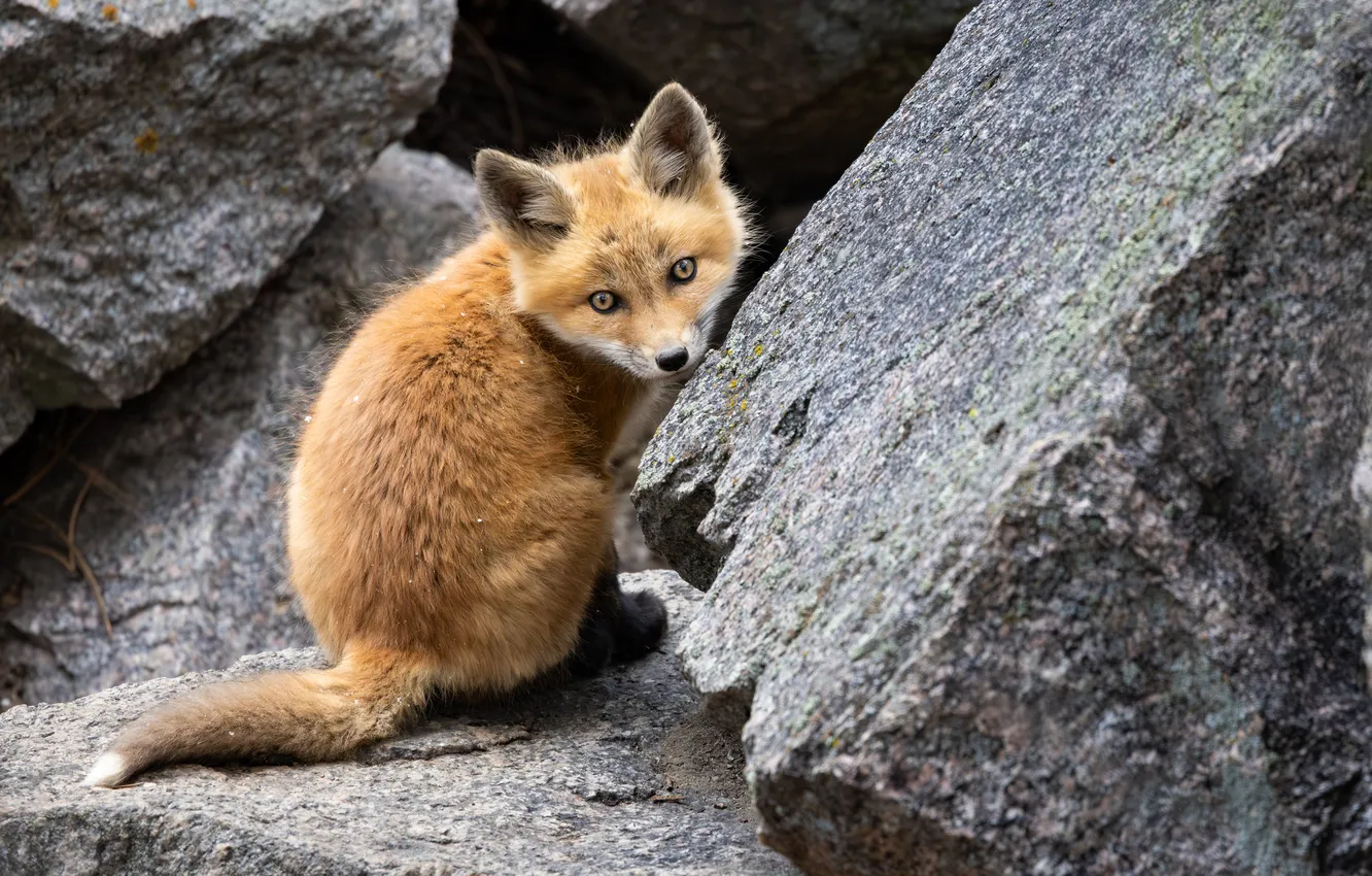 Photo wallpaper look, stones, Fox