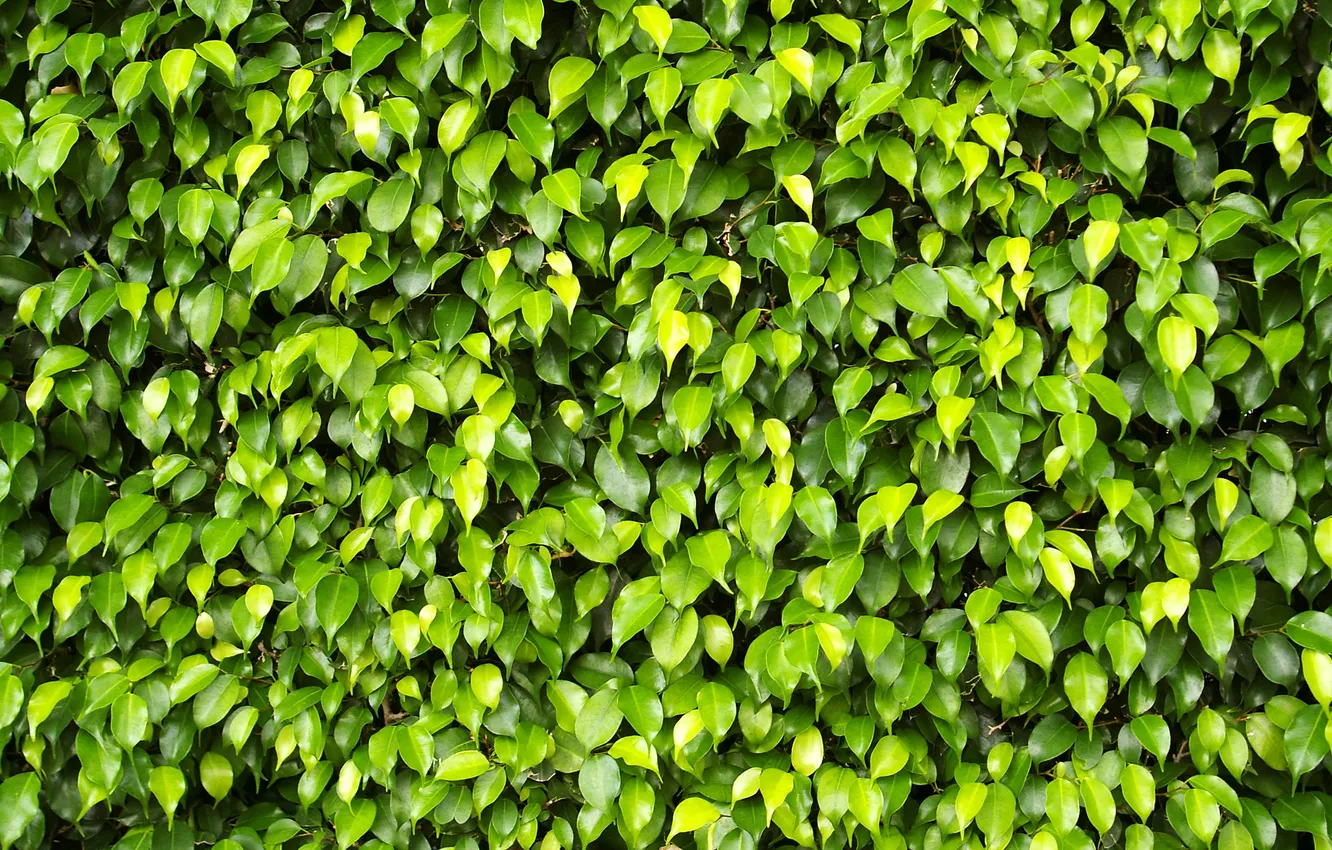 Photo wallpaper leaves, plant, ficus