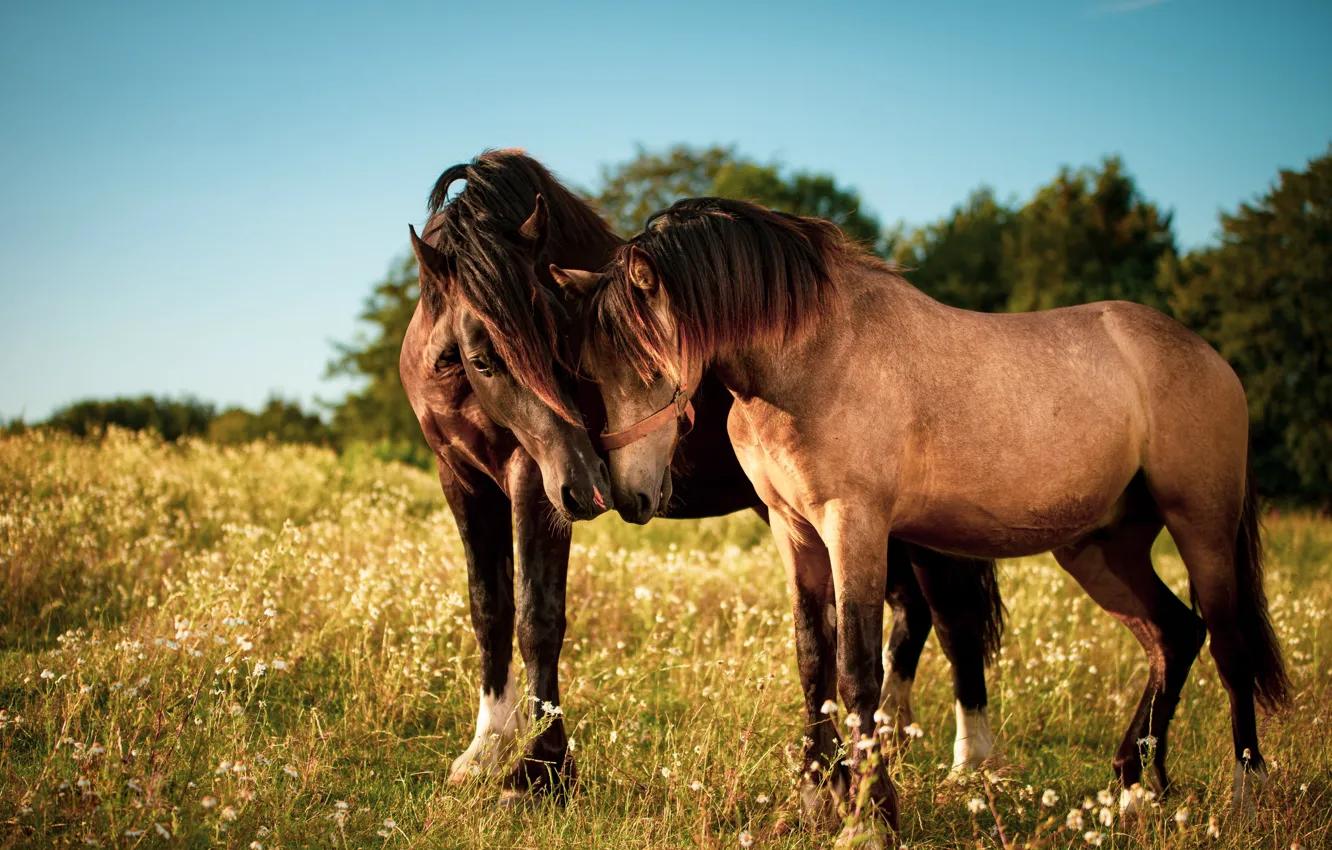 Photo wallpaper field, look, face, love, nature, horse, horse, two