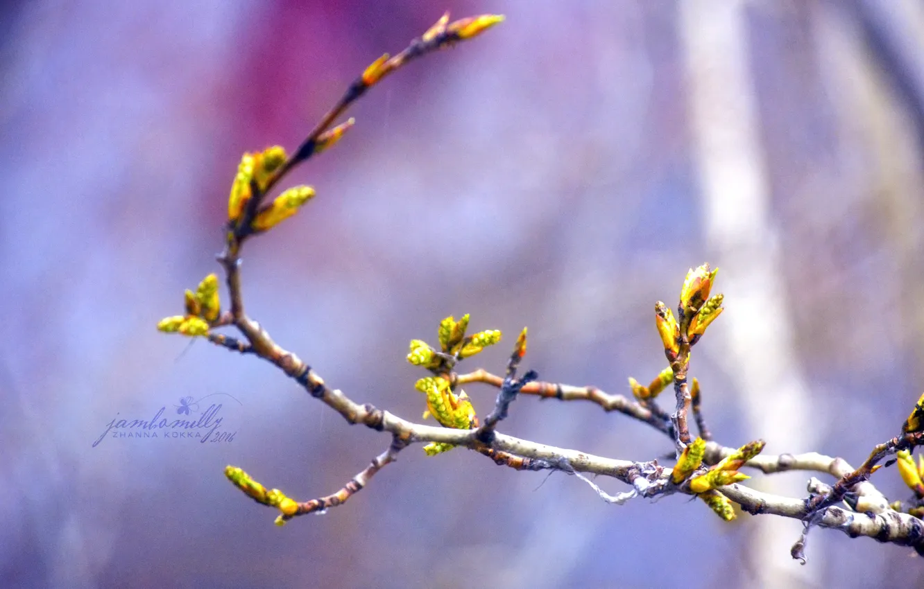 Photo wallpaper macro, trees, branches, spring, April, kidney, poplar