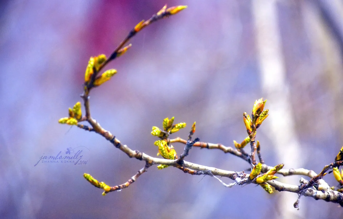 Photo wallpaper macro, branches, tree, spring, kidney, April, poplar