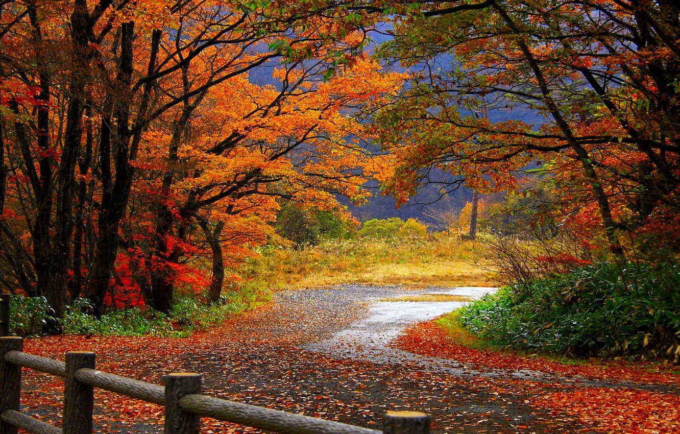 Photo wallpaper road, forest, leaves, trees, the fence, Autumn, fence