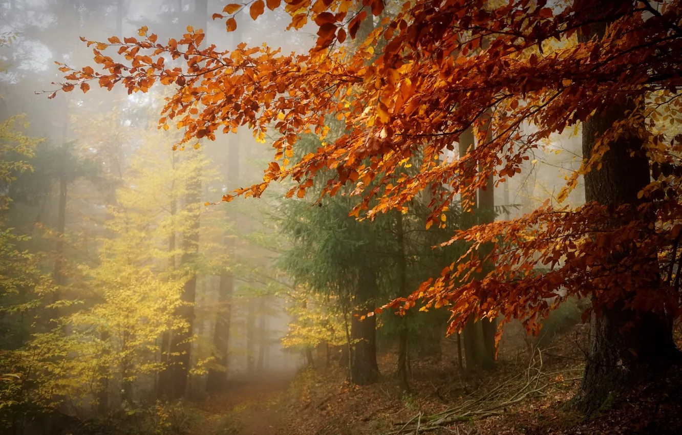 Photo wallpaper autumn, forest, landscape, nature, tree, beauty