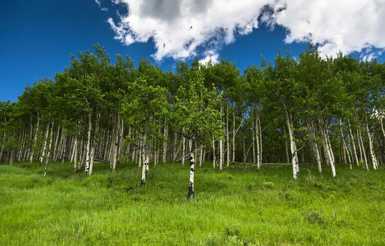 Photo wallpaper forest, trees, nature, birch