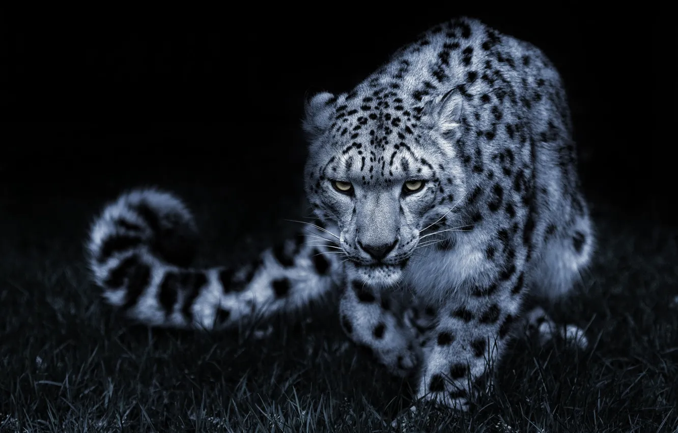 Photo wallpaper look, pose, black and white, IRBIS, snow leopard, cat