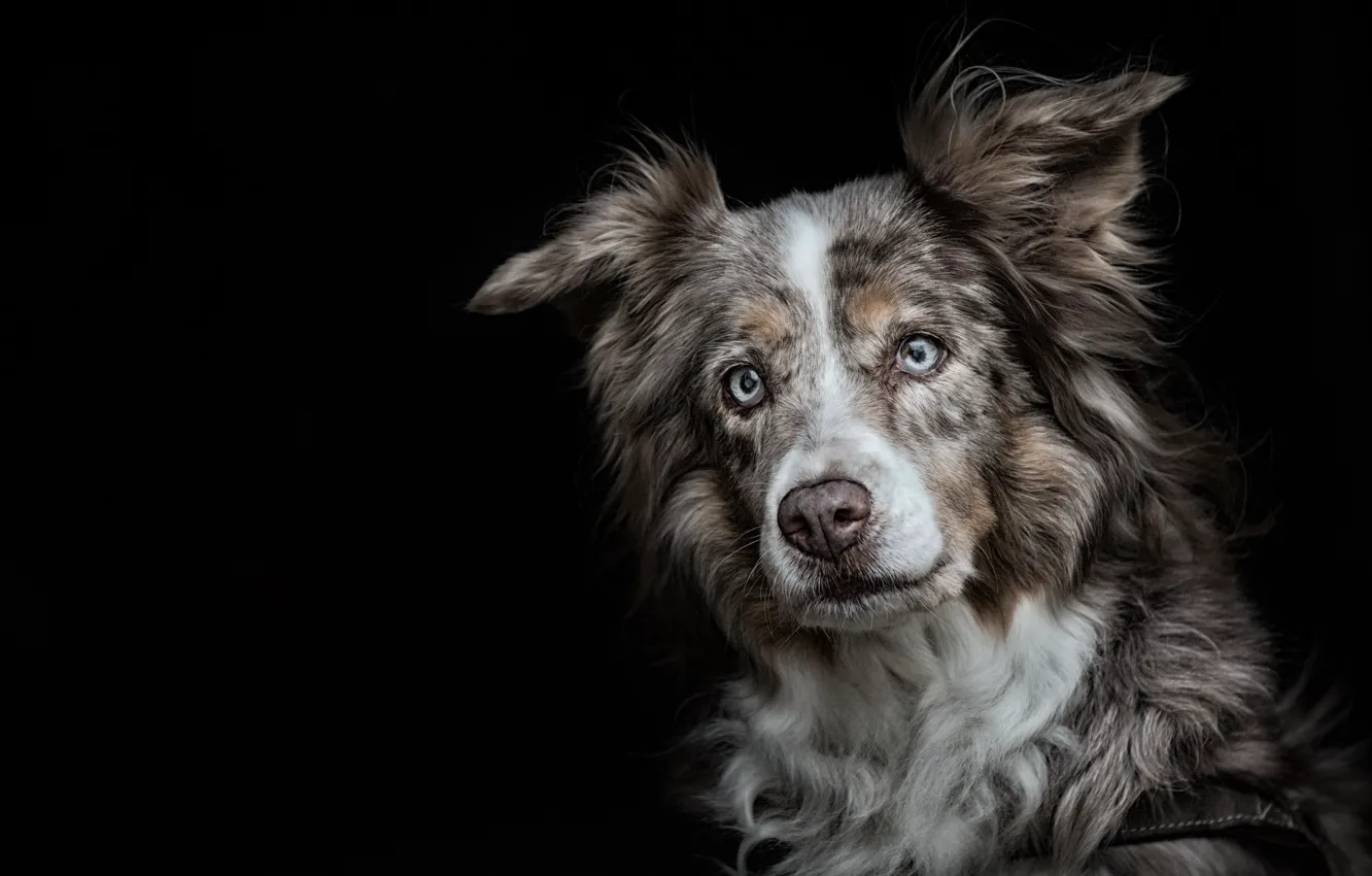 Photo wallpaper look, each, dog