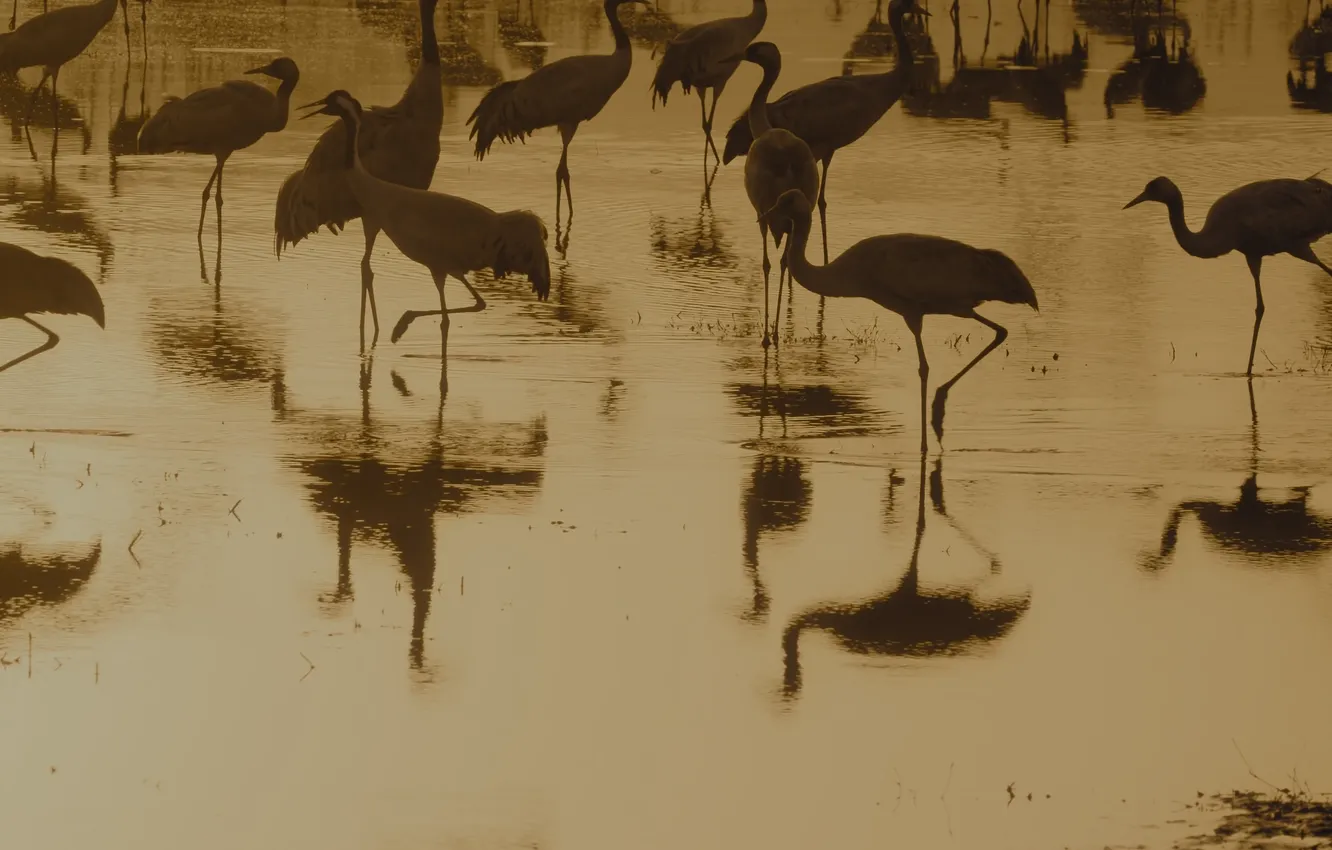 Photo wallpaper nature, sunset, lake, birds, 8k