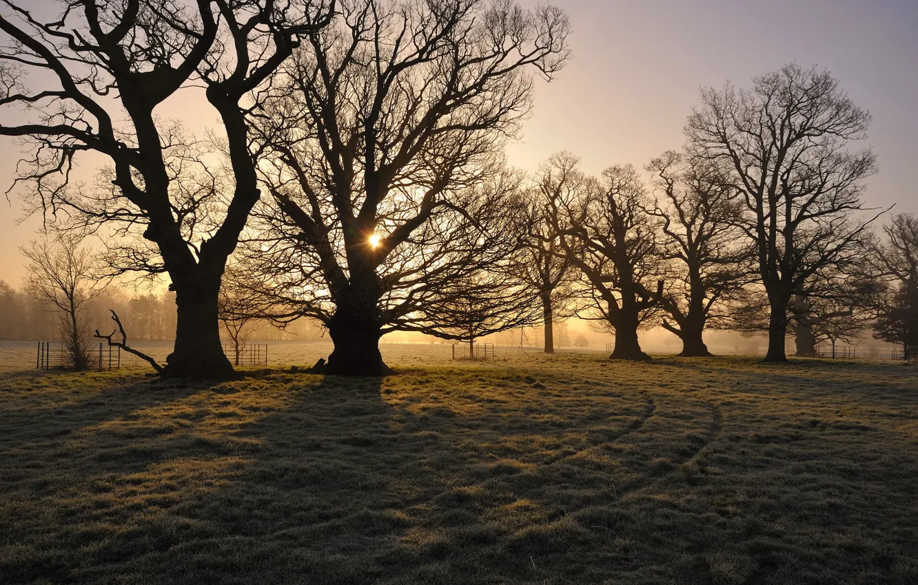 Photo wallpaper field, trees, morning